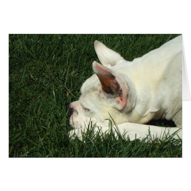 Schlafweiße Boxer (Vorderseite (Horizontal))