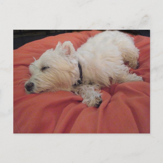 Schlafwestie Foto Postkarte (Vorderseite)