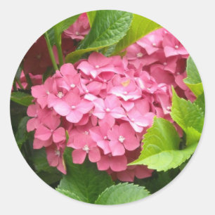 Schlagende rosa Hortensien Runder Aufkleber