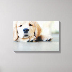 Schlampe, Golden Retriever Welpe Leinwanddruck