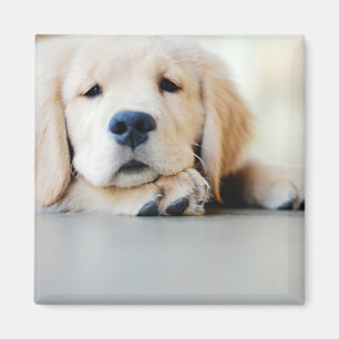 Schlampe, Golden Retriever Welpe Magnet