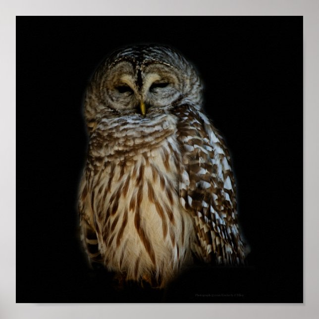 Schlampe Owl Print Poster (Vorne)