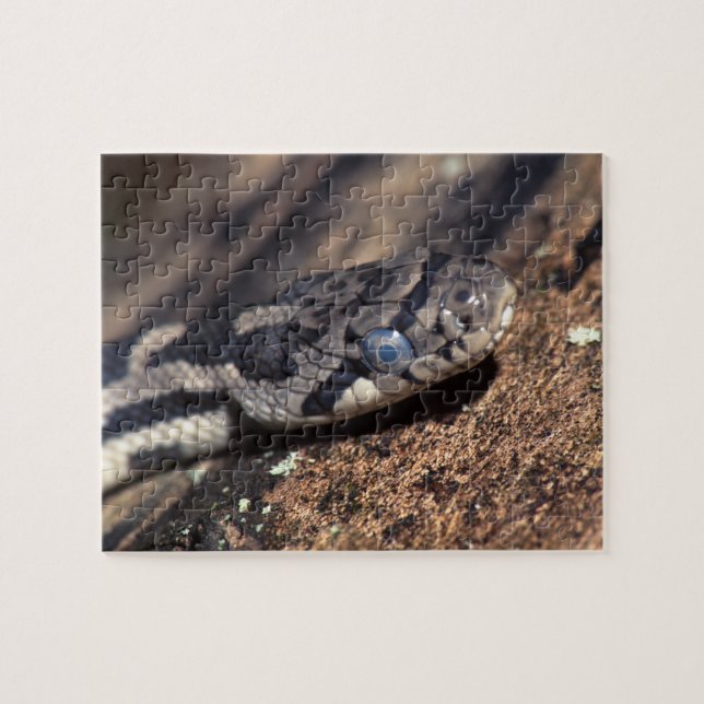 Schlange (Horizontal)