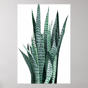 Schlange Pflanze Acrylmalerei Poster