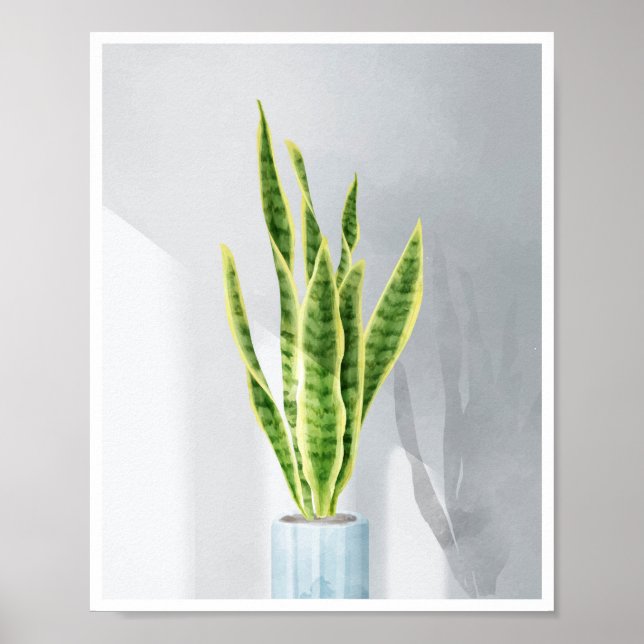Schlange Pflanze, Schwiegerzunge, Sansevieria Poster (Vorne)