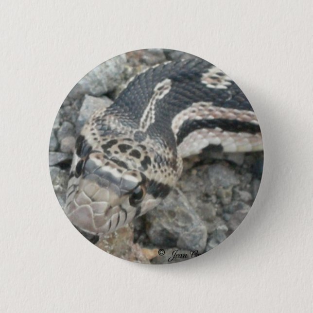 Schlange (Pituophis catenifer sayi) Button (Vorderseite)