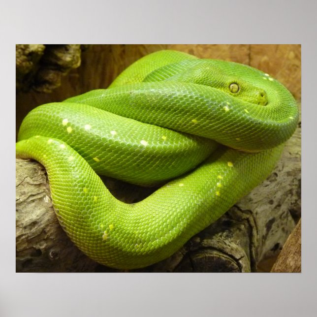 Schlange Poster (Vorne)