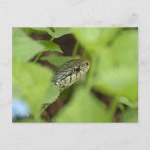 Schlange Postkarte