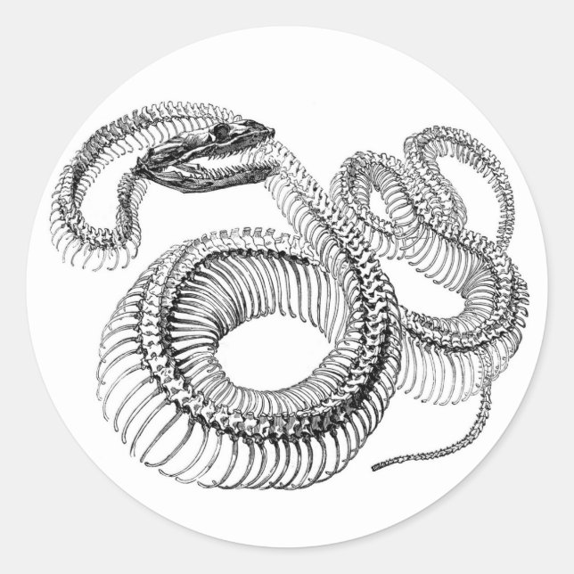 Schlange Skeleton Stickers (Vorderseite)