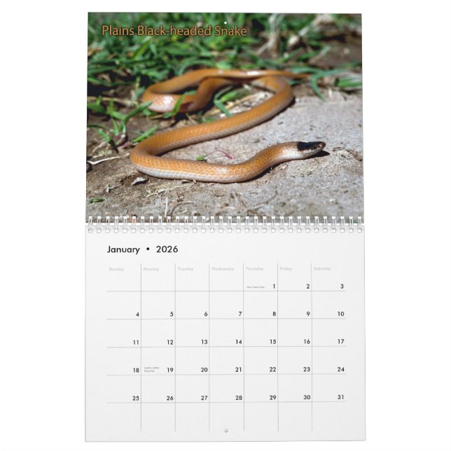 Schlangen-Kalender Kalender (Jan 2026)