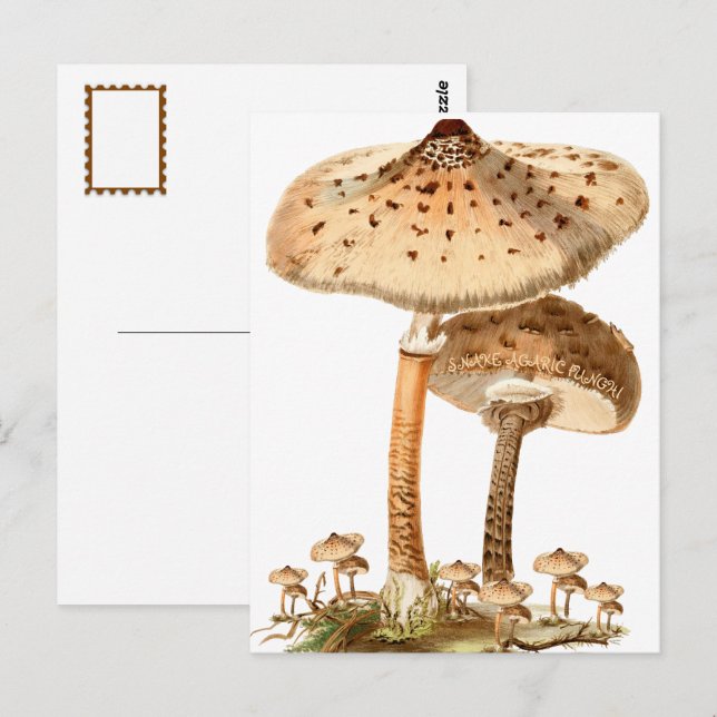 Schlangenagaric Funghi Script Vintage | Postkarte (Vorne/Hinten)