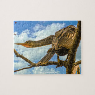 Schlangenhalsvogel Florida