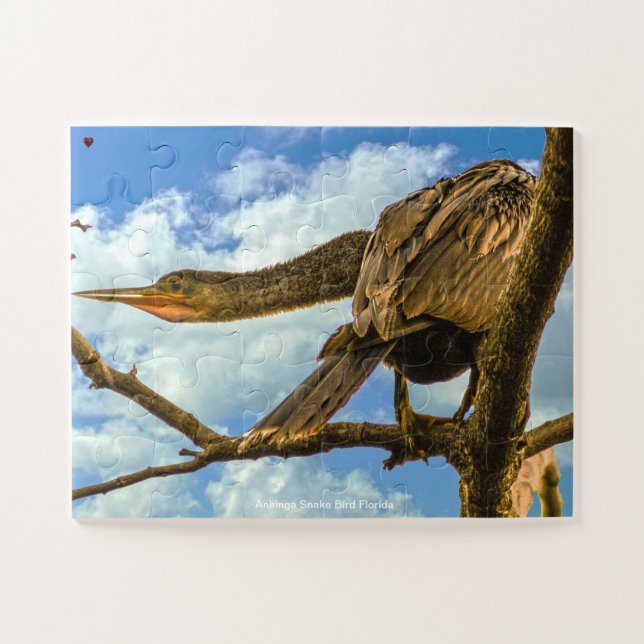 Schlangenhalsvogel Florida (Horizontal)