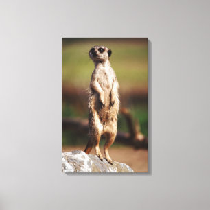 schlank-angebundenes meerkat leinwanddruck
