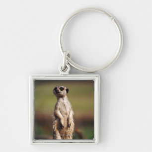schlank-angebundenes meerkat schlüsselanhänger