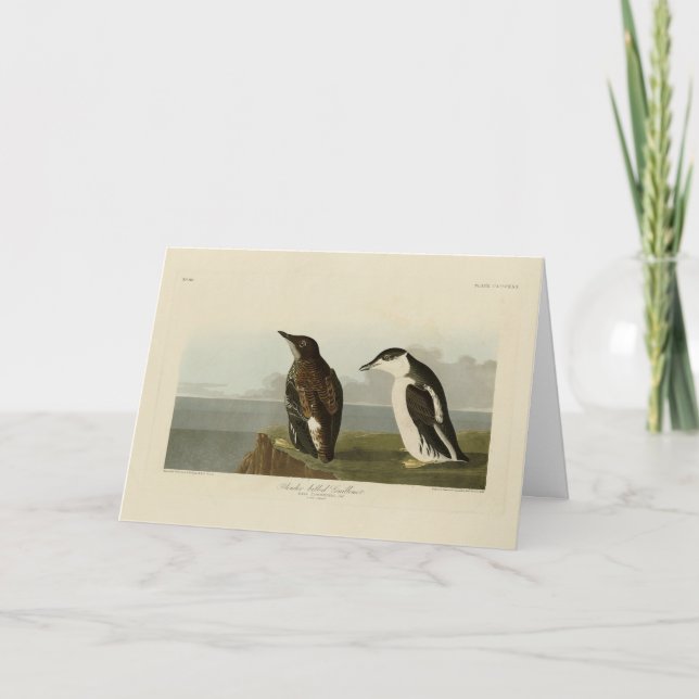 Schlanker Guillemot, Audubon Birds of America Karte (Vorderseite)