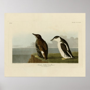 Schlanker Guillemot, Audubon Birds of America Poster