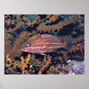 schlankere Gruppe Poster