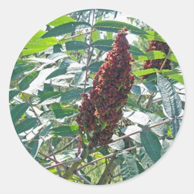Schlaue Sumac Berries Matching Items Runder Aufkleber (Vorderseite)