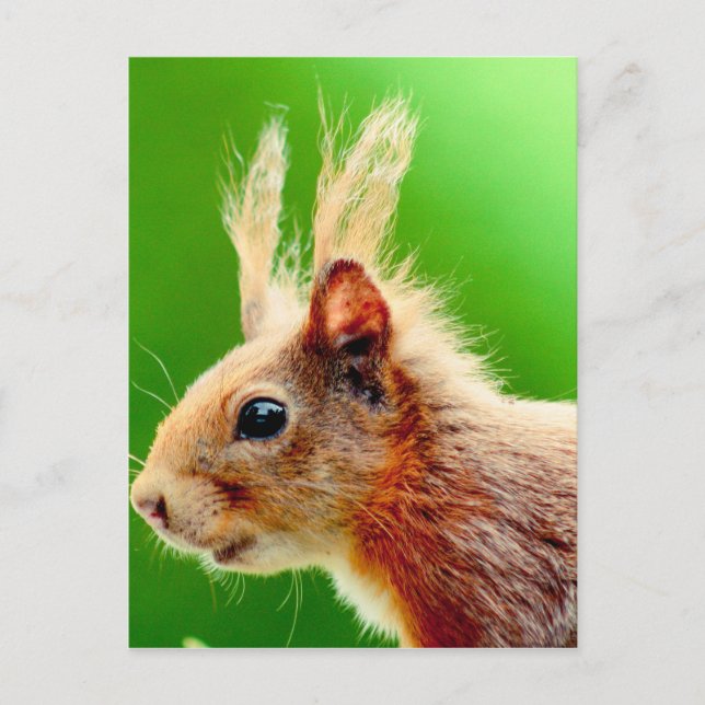 Schlechtes Haar-Eichel Postkarte (Vorderseite)