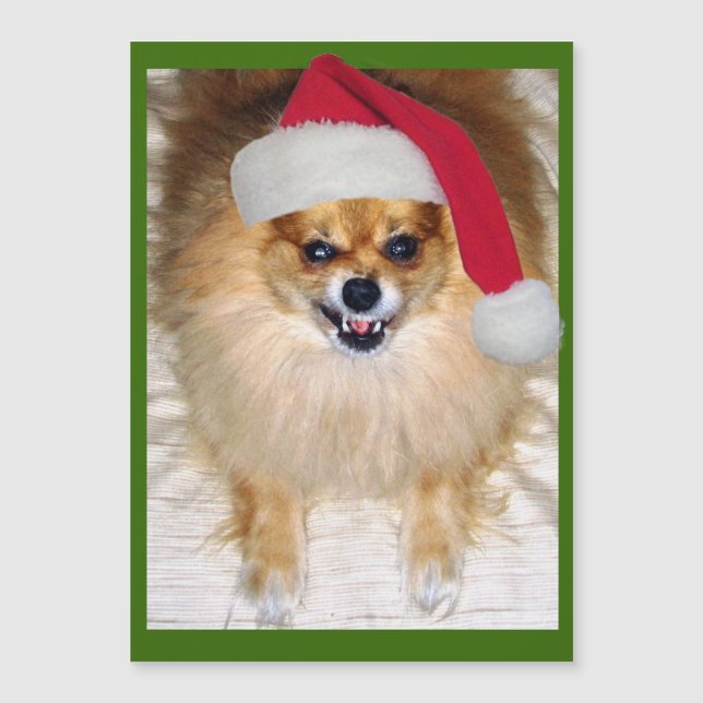 Schlechtes Sankt-Spitzchihuahua-Weihnachten Magnetkarte (Vorderseite)