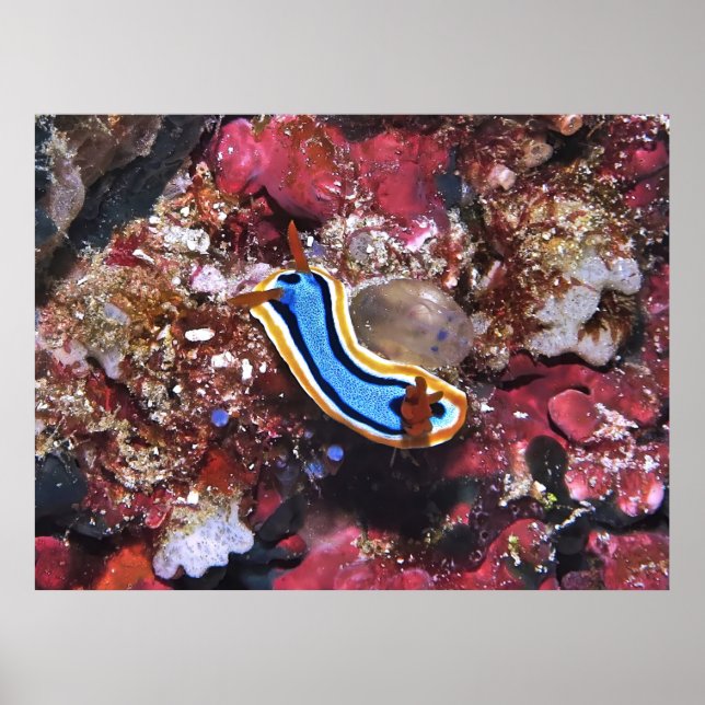 Schleichende Nudibranchie Poster (Vorne)