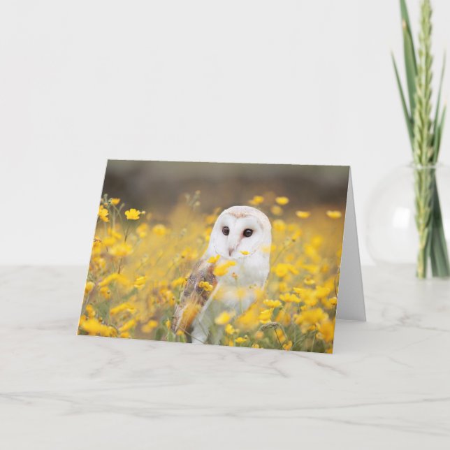 Schleiereule auf dem gelben Blumen-Gebiet Karte (Vorderseite)