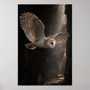Schleiereule im Flug durch dramatisches Licht Wild Poster