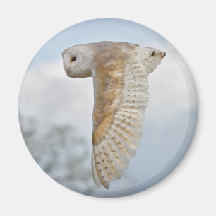Schleiereule im Flug Magnet