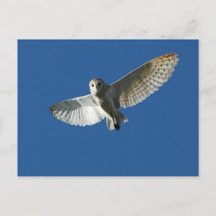 Schleiereule im Tagesflug Postkarte