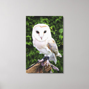 Schleiereule (Tyto alba) auf Handschuh Leinwanddruck