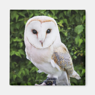 Schleiereule (Tyto alba) auf Handschuh Magnet