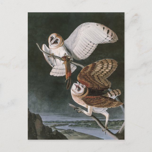 Schleiereulen, die Vögel von Amerika John James Postkarte (Vorderseite)