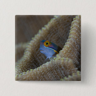 Schleimfisch (Blenniidae) steckt den Kopf heraus Button