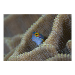 Schleimfisch Blenniidae) steckt seinen Kopf heraus Fotodruck