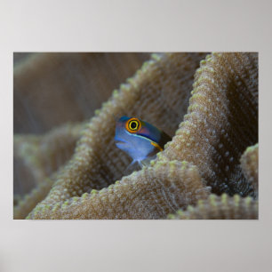 Schleimfisch Blenniidae) steckt seinen Kopf heraus Poster