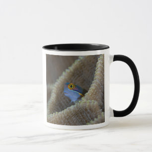 Schleimfisch Blenniidae) steckt seinen Kopf heraus Tasse