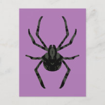 Schlichte Alte Spinne