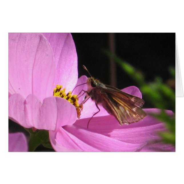 Schlichte Schmetterlingskarte (Vorderseite (Horizontal))