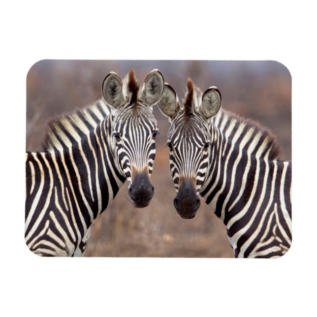 Schlichte Zebras, Krüger Nationalpark Magnet (Horizontal)