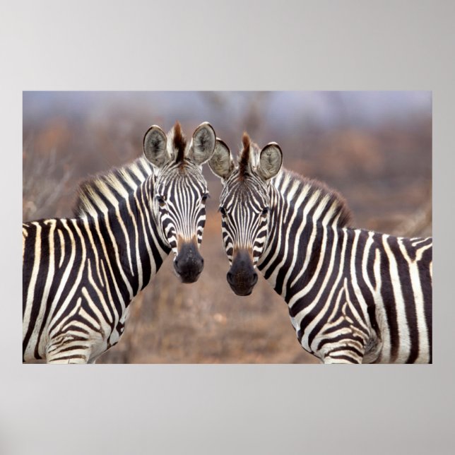 Schlichte Zebras, Krüger Nationalpark Poster (Vorne)