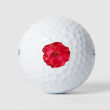 Schließen einer korallenfarbenen Rose