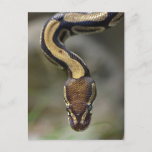 Schließkugel PythonPostcard Postkarte