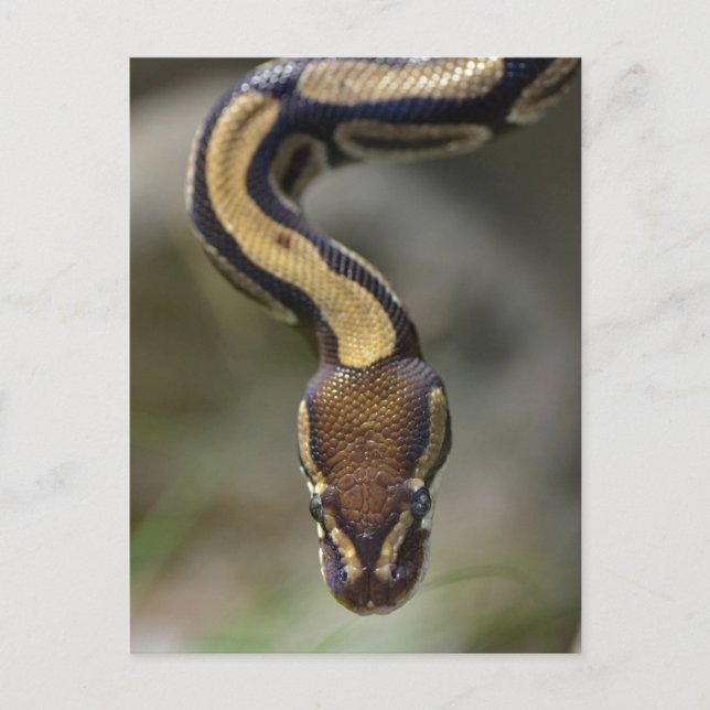 Schließkugel PythonPostcard Postkarte (Vorderseite)