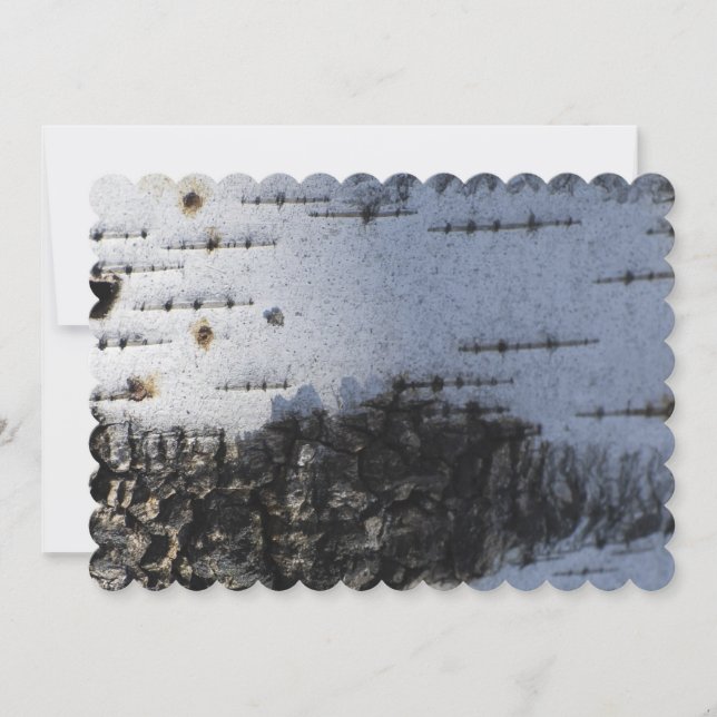 Schließung der Birkenrinde (Vorderseite)