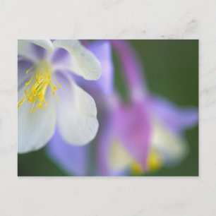 Schließung der Colorado Columbine Blume. Postkarte