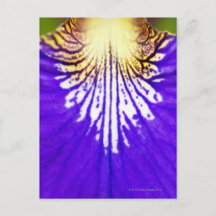 Schließung der Wildblume, Blue Flag Iris (Iris) Postkarte