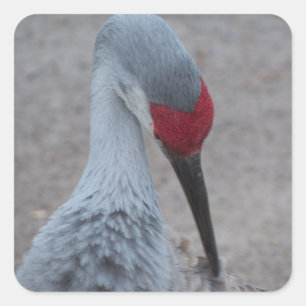 Schließung des Gesichts eines Sand Hill Crane Quadratischer Aufkleber