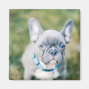 Schließung eines französischen Bulldog Magnet