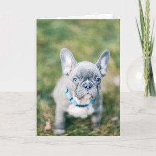 Schließung eines französischen Bulldoggen Karte